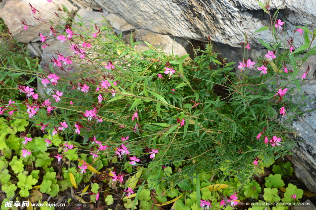 园林花草