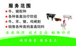 饲料