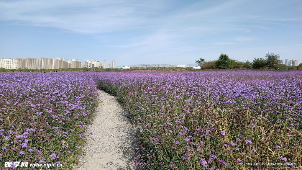 路与花