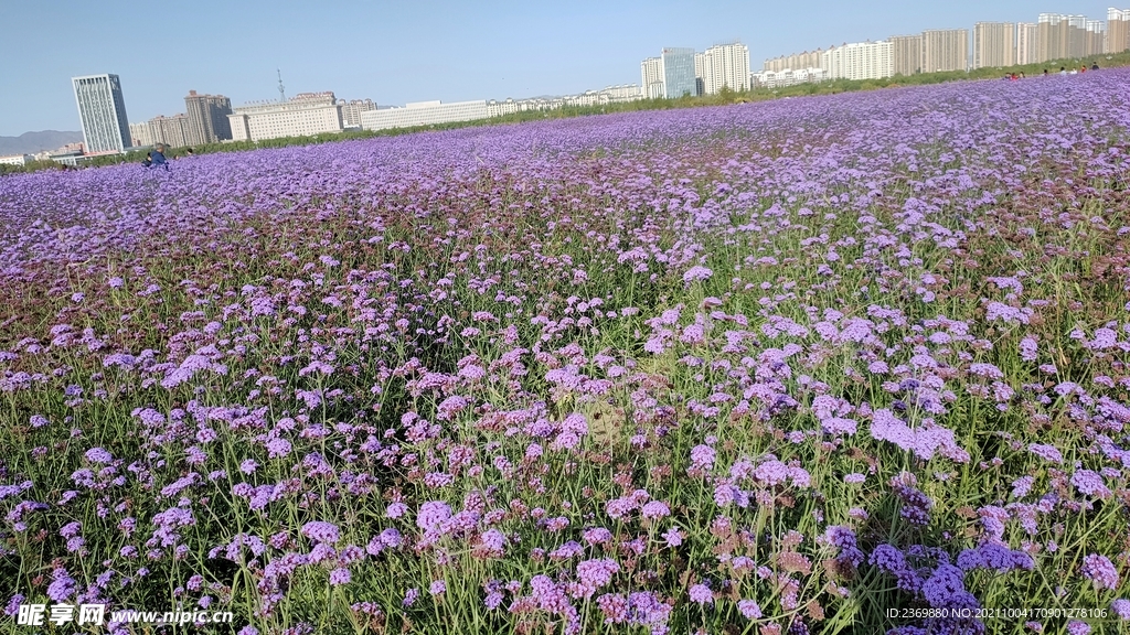花田