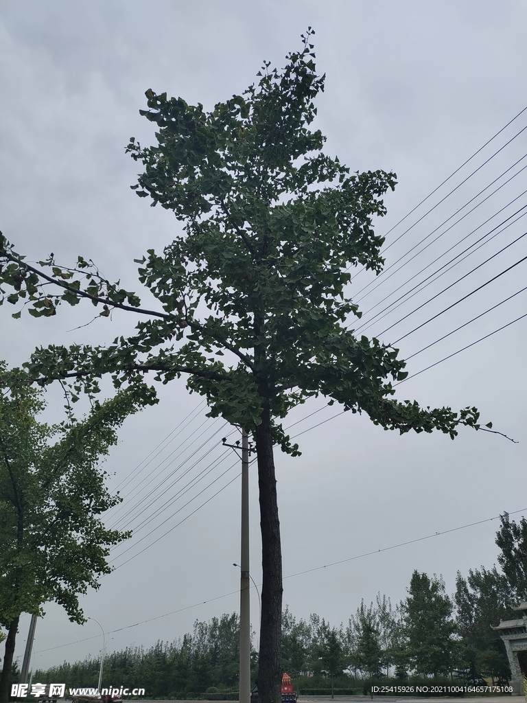 树