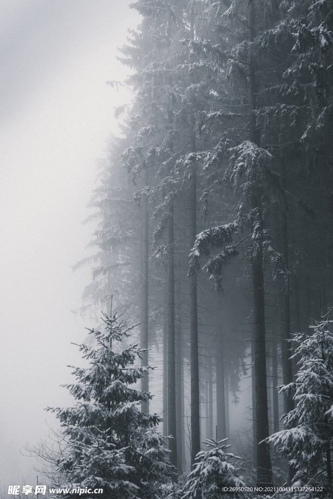 雪景