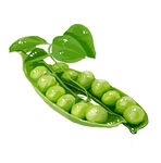 手绘蔬菜豌豆