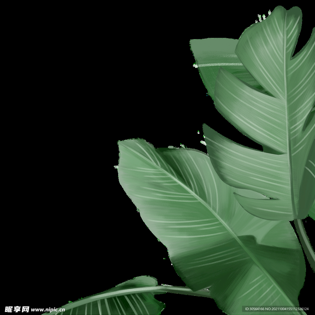 绿色芭蕉叶