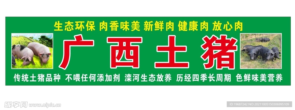 广西土猪