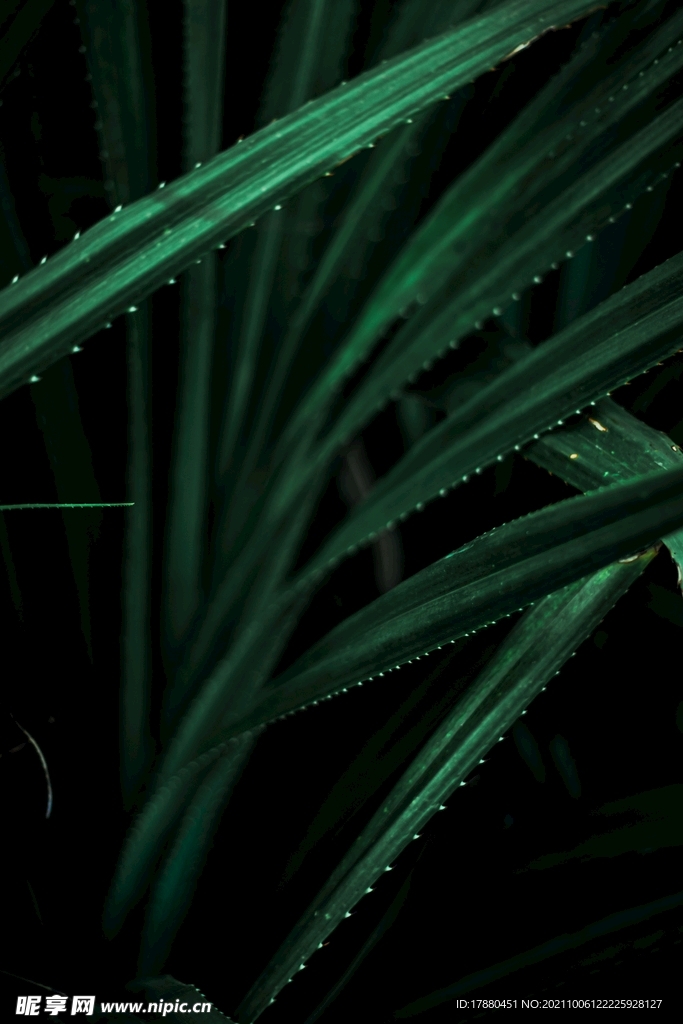 绿草