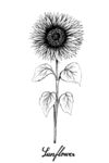矢量写实向日葵花束素描图