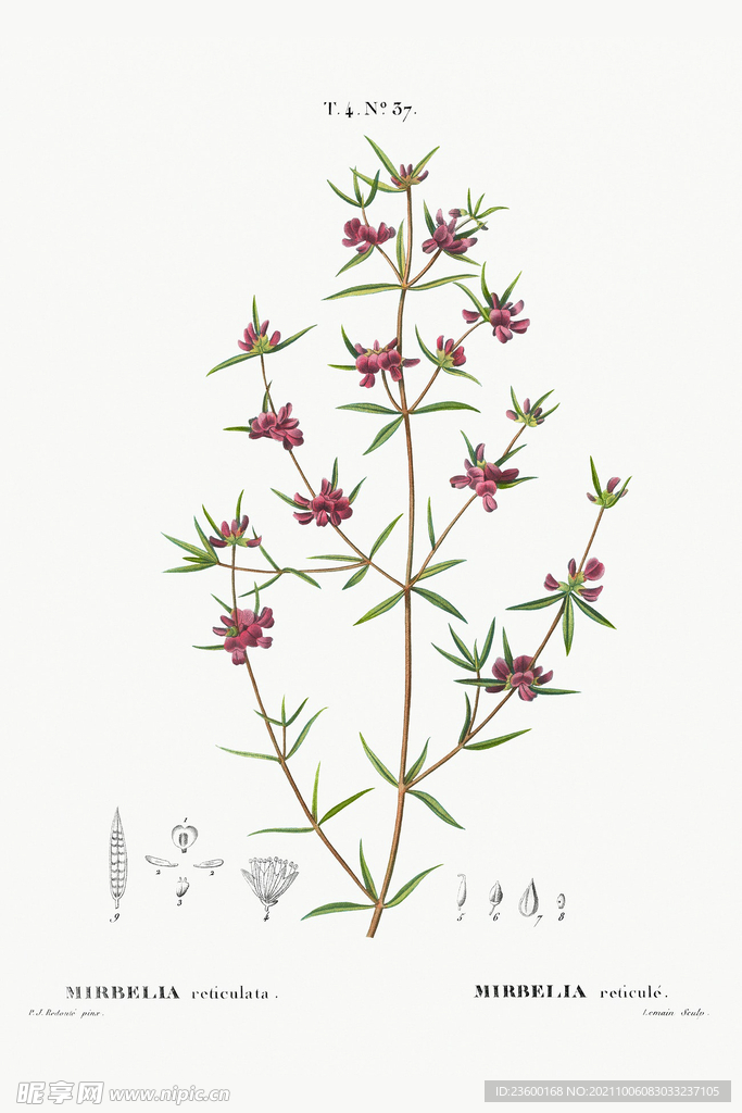 花卉