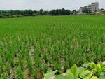 夏季水稻田园风光
