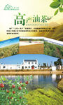 高产油茶海报展板