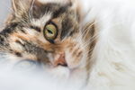 虎斑猫