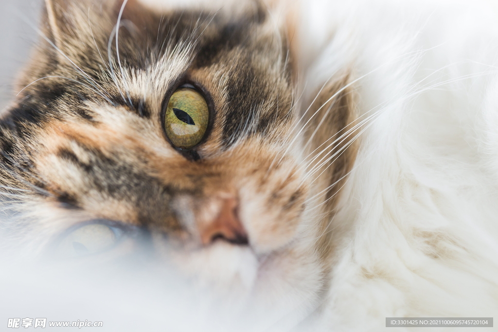 虎斑猫