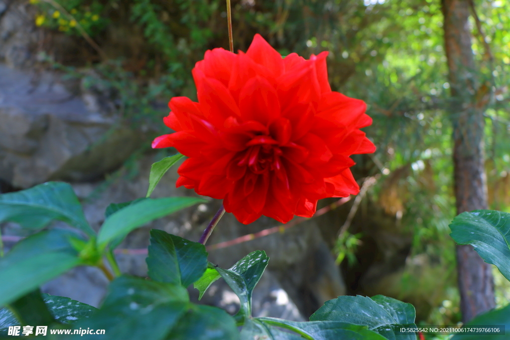 花