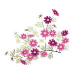 矢量花朵素材   