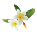 矢量花朵素材  