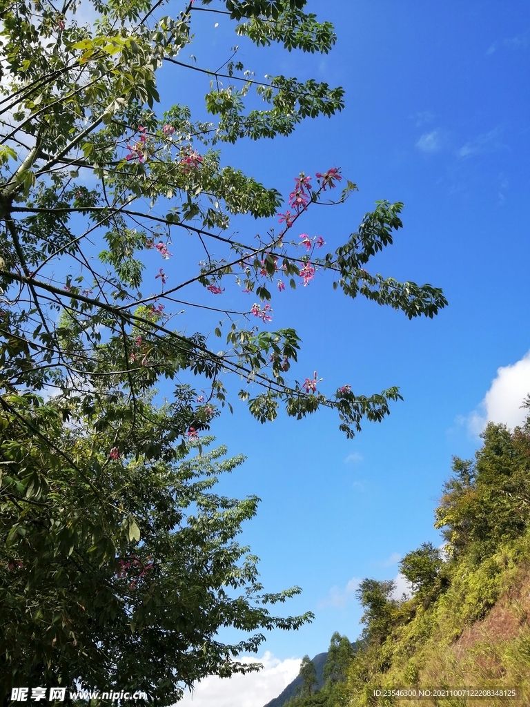 山坡旁边的紫荆花树