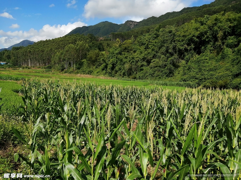 山间的田野