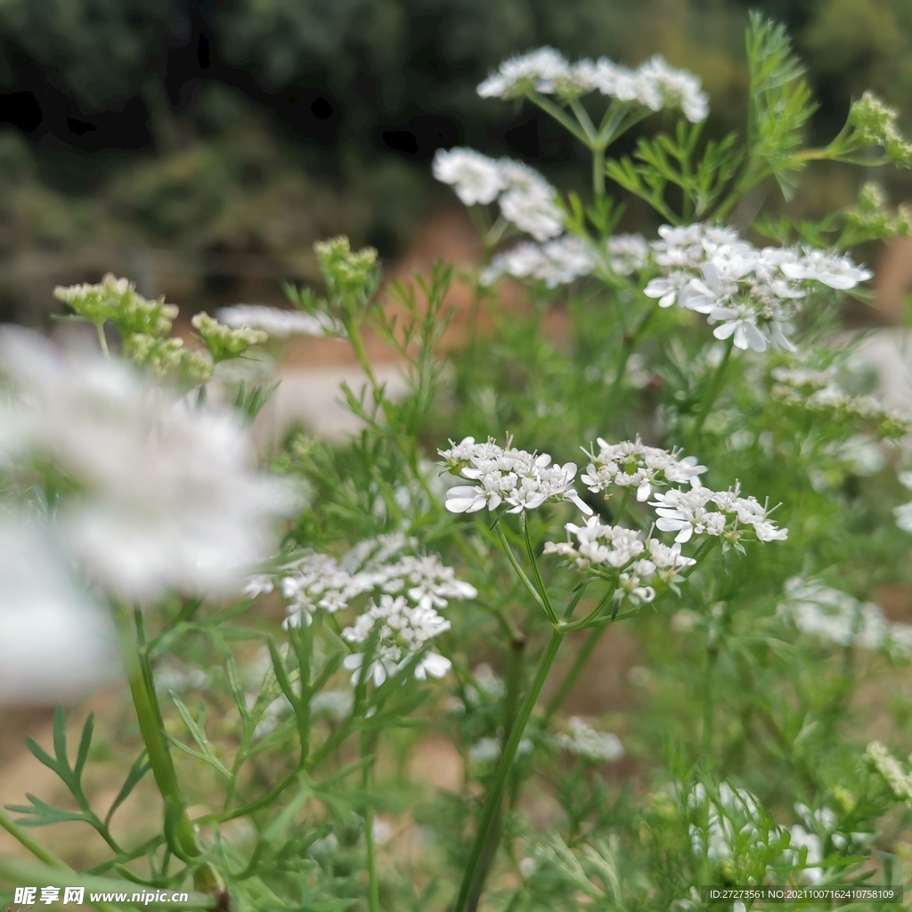 花