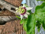 百香果花