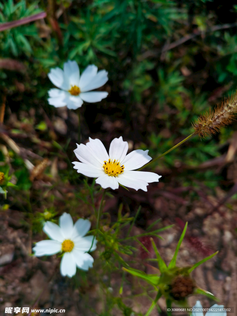 格桑花