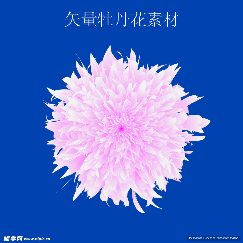 牡丹花