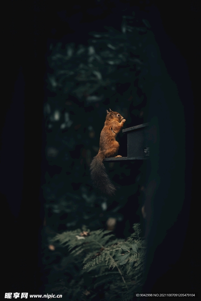 松鼠