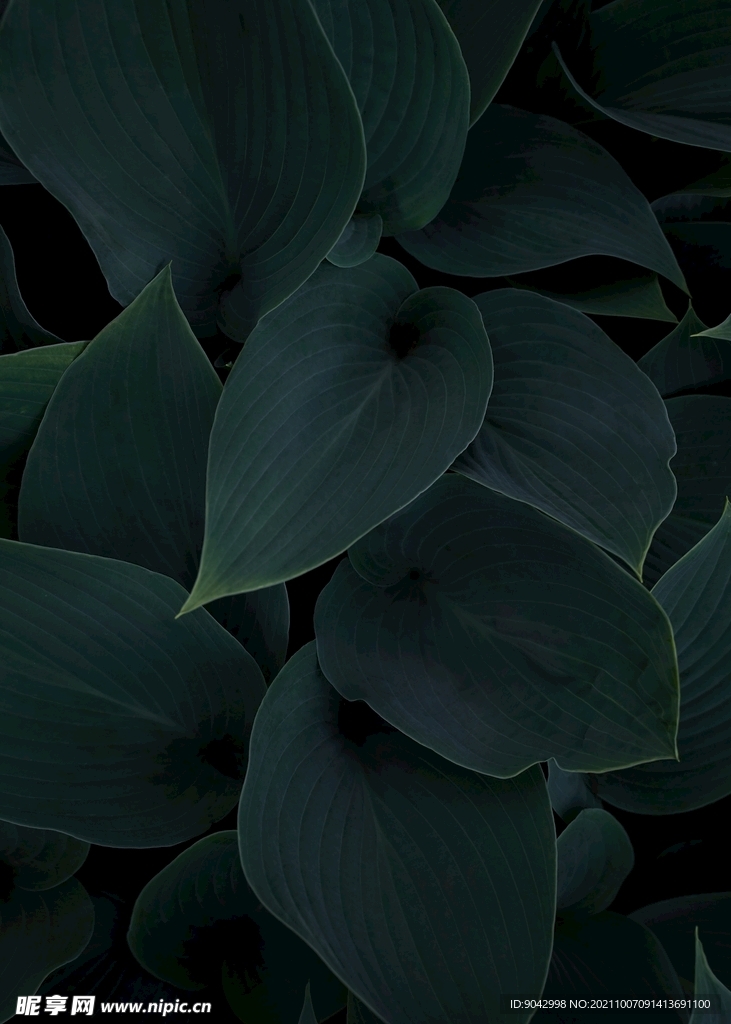 绿植