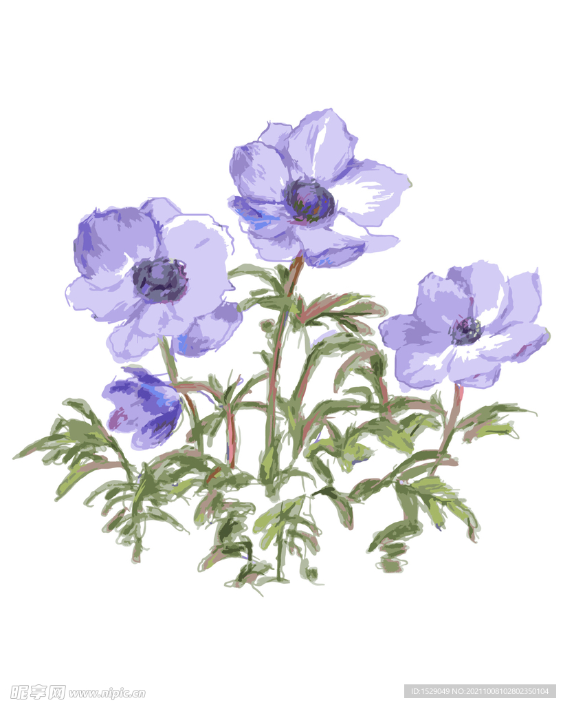 水彩花卉    