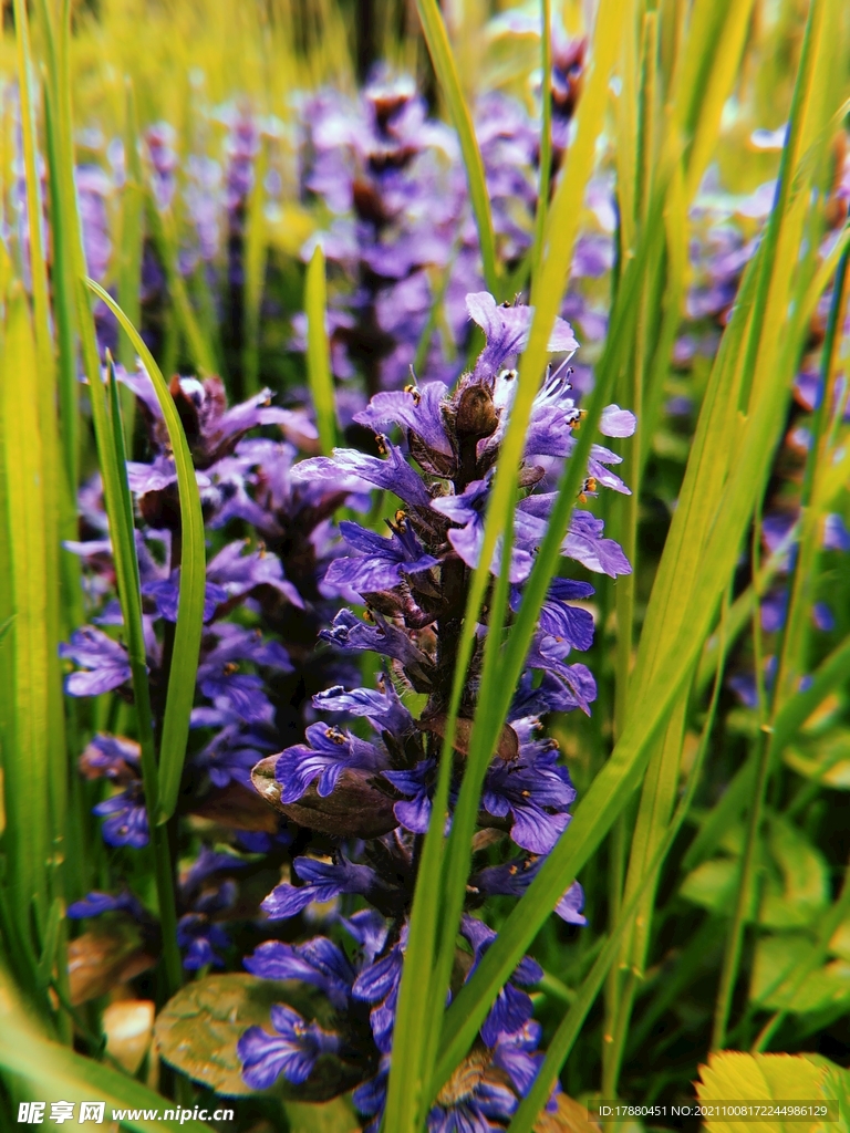 花卉