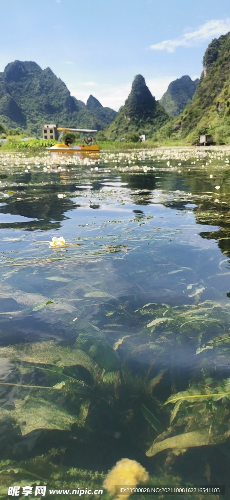 水生植物