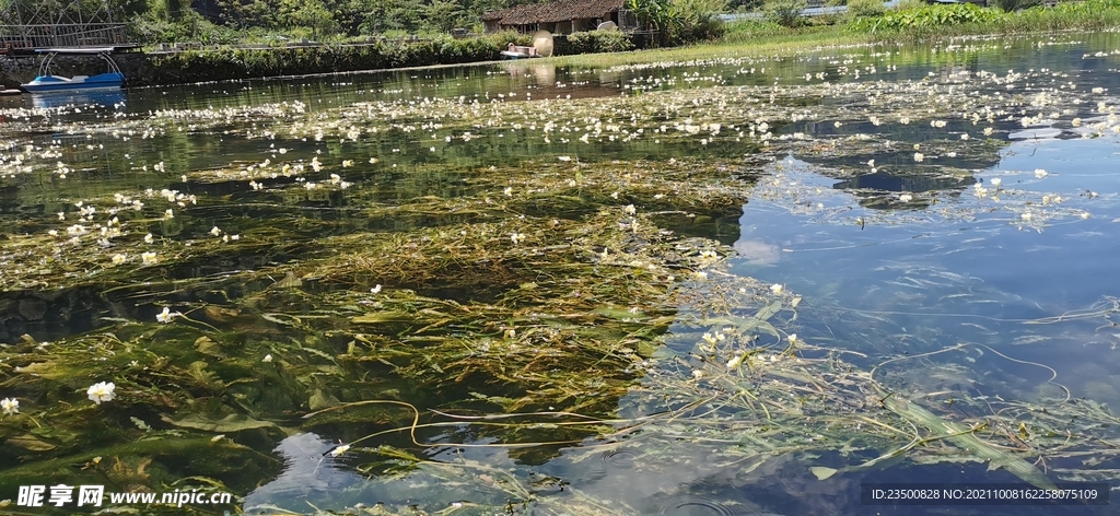 水性杨花