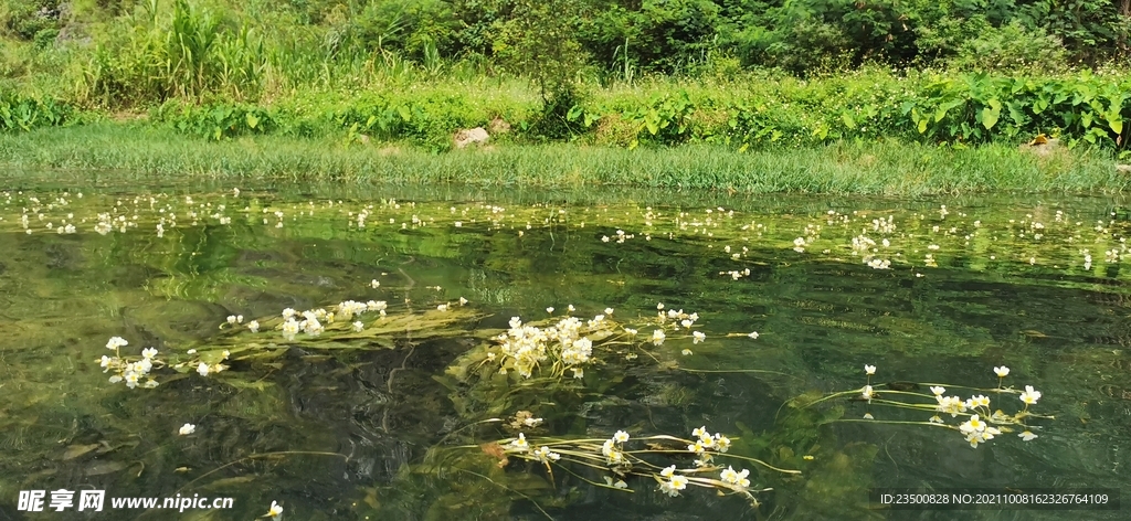 水性杨花