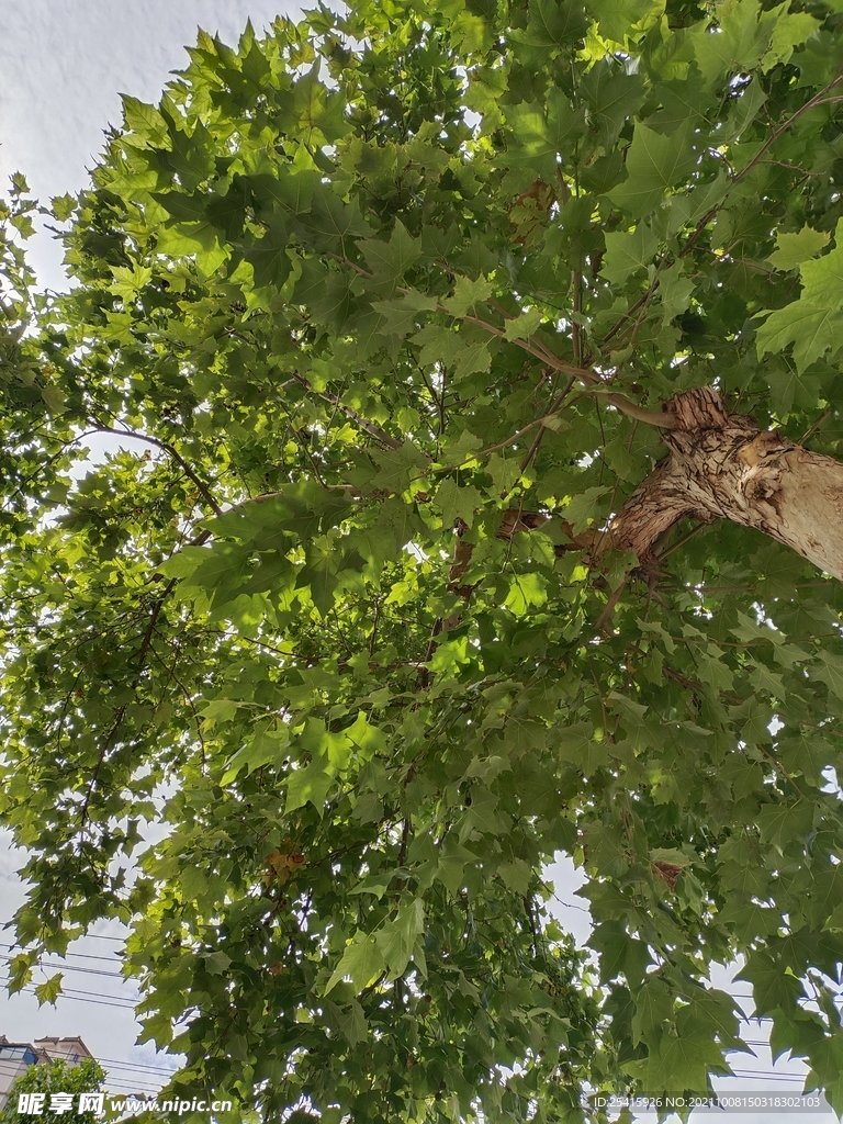 树