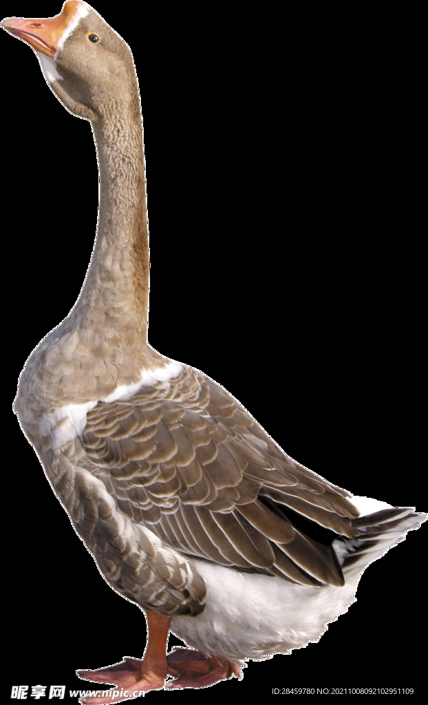 大鹅 png