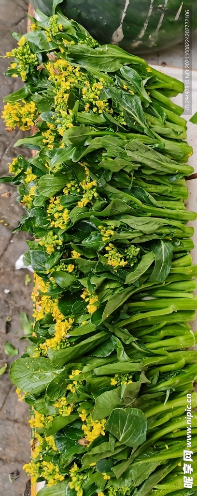 菜心