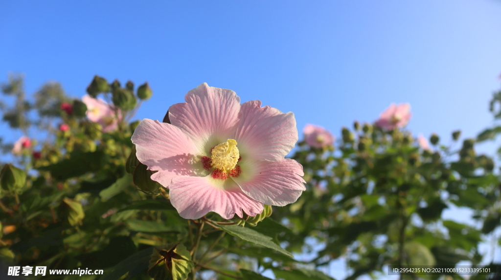 木芙蓉