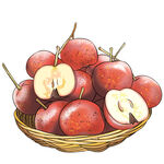 山楂插画素材