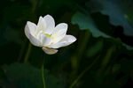 白莲花 