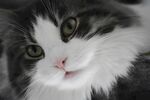 小猫特写