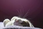 宠物猫 