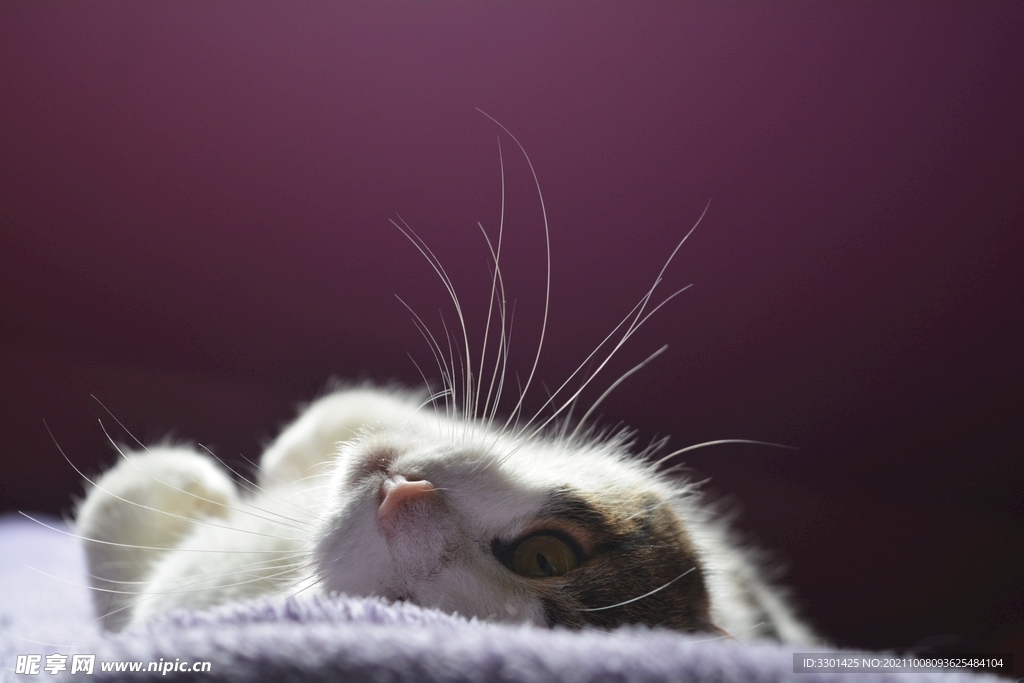 宠物猫 