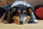 牧羊犬