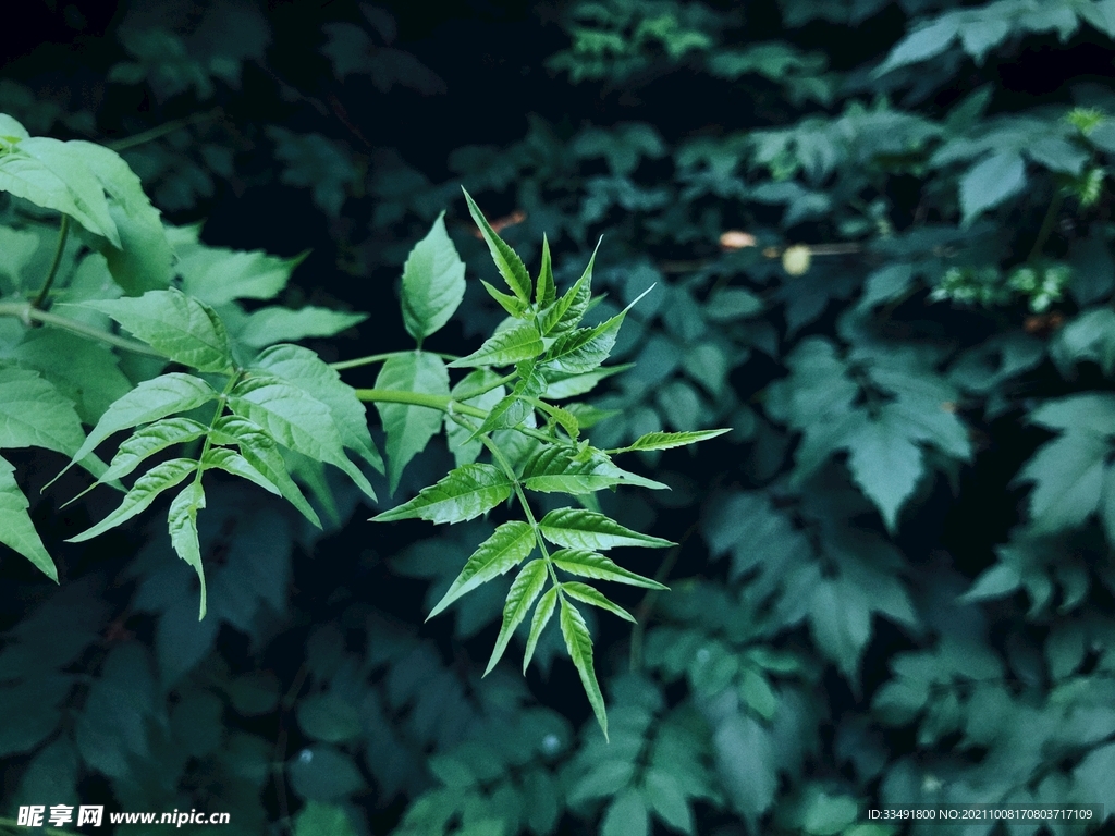 清新复古摄影图大自然绿色植叶片