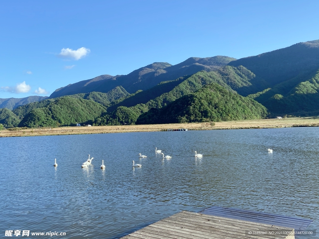 大九湖_天鹅湖天鹅