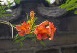 凌霄花
