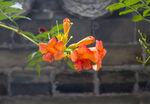 凌霄花