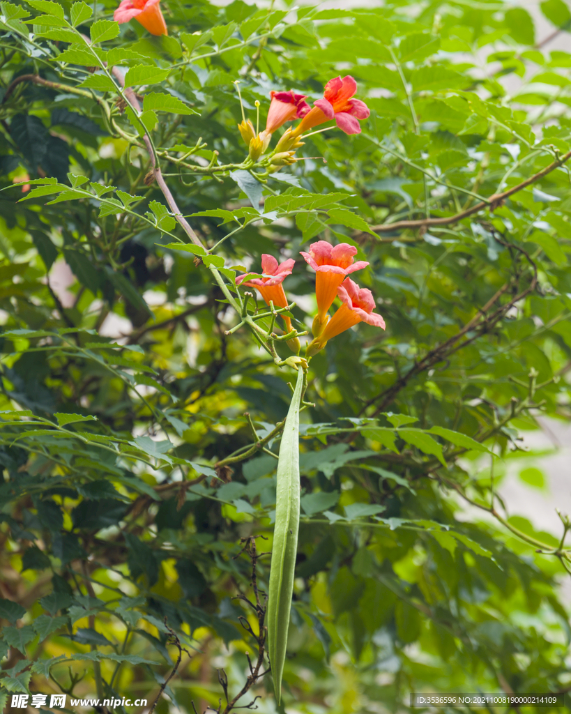 枝头傲娇的凌霄花