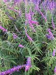 鼠尾草 紫色的花 花丛 一串串