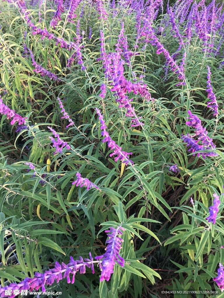 鼠尾草 紫色的花 花丛 一串串