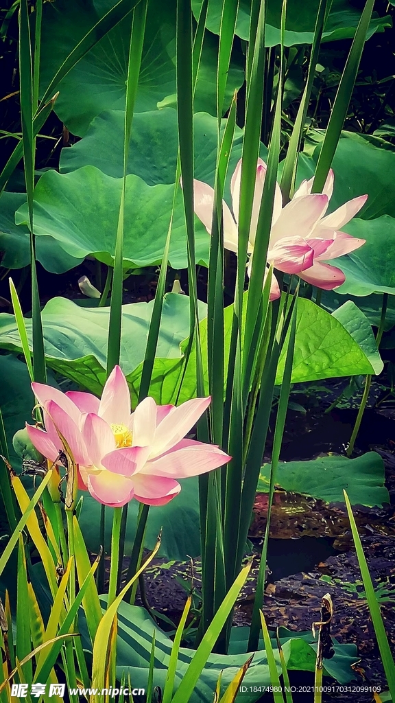 荷花